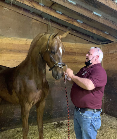 Gary Saccocia Jr Equine Dentist